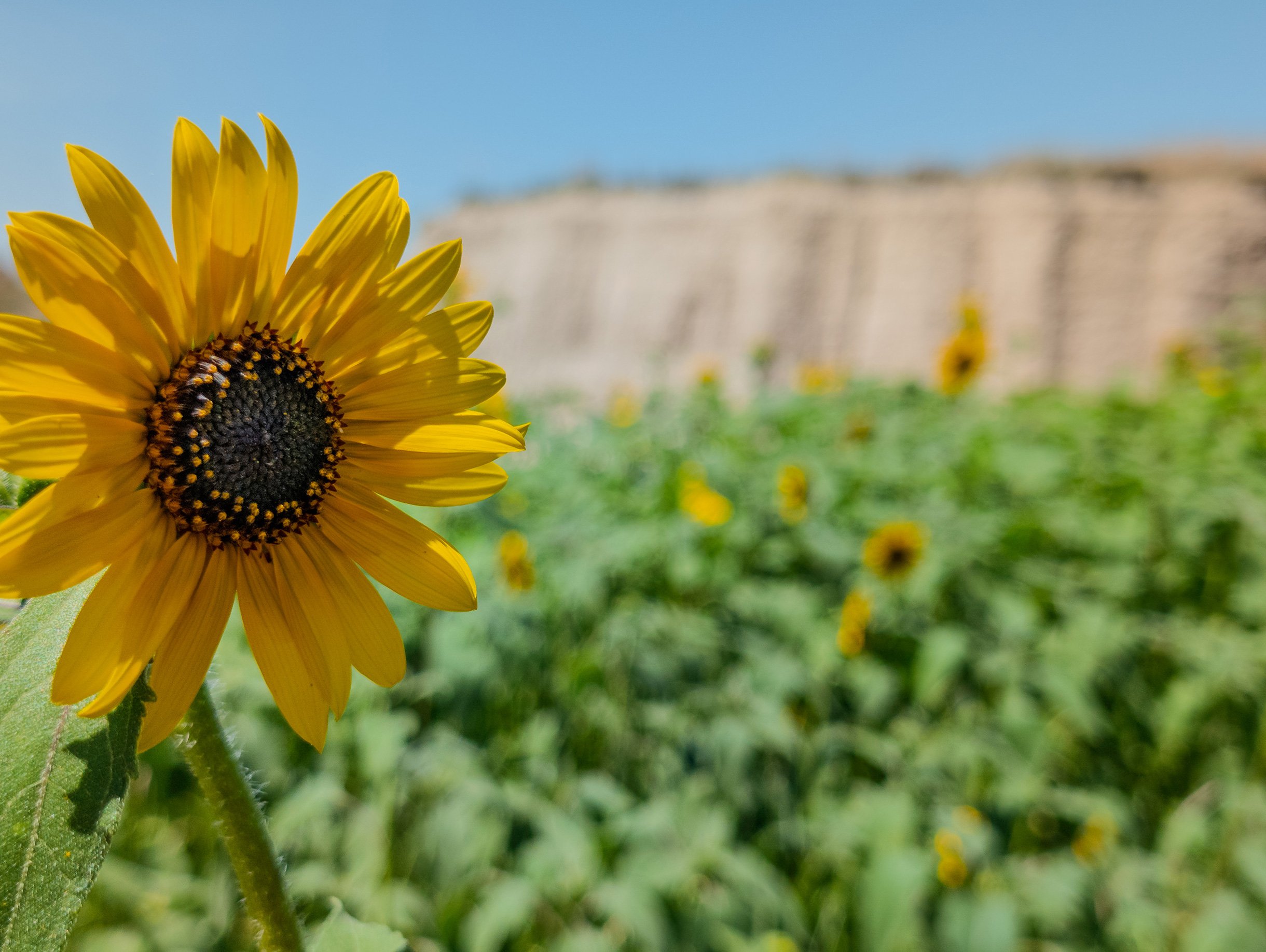 A sunflower standing in the badlands, showing the resilience needed to thrive in the evolving landscape of AI engineering
